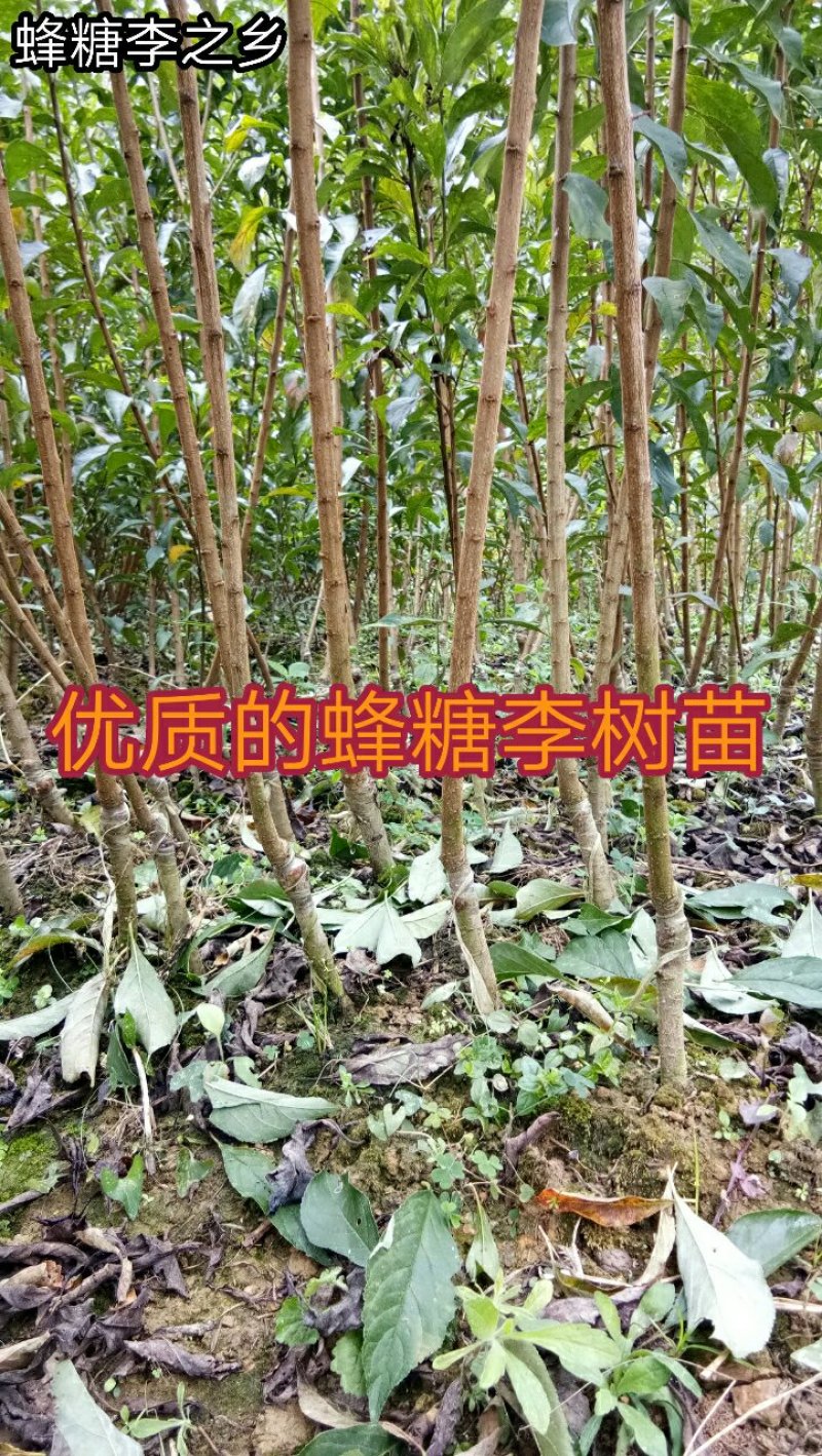 蜂糖李苗