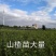 磨盘山楂苗，现起现发货，保证质量，保证纯度，自产自销，