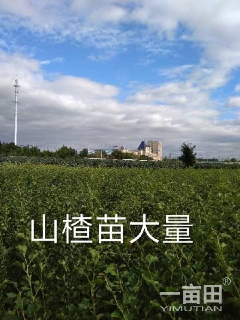 磨盘山楂苗，现起现发货，保证质量，保证纯度，自产自销，