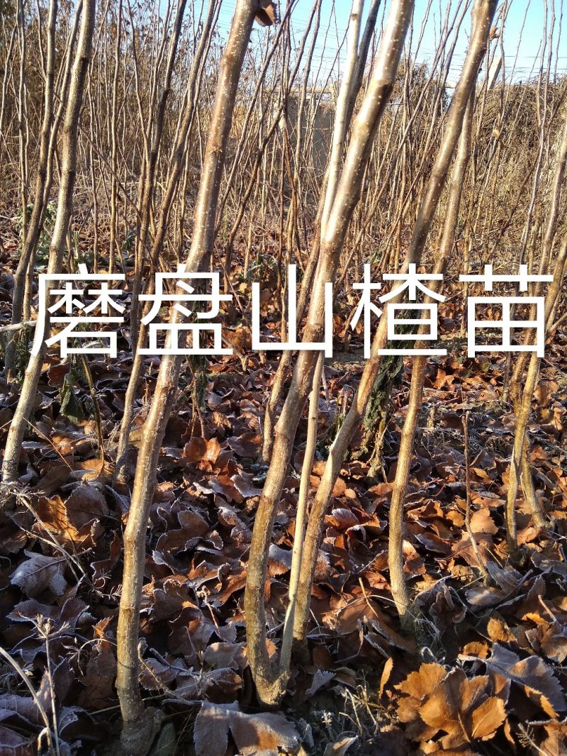 磨盘山楂苗，现起现发货，保证质量，保证纯度，自产自销，