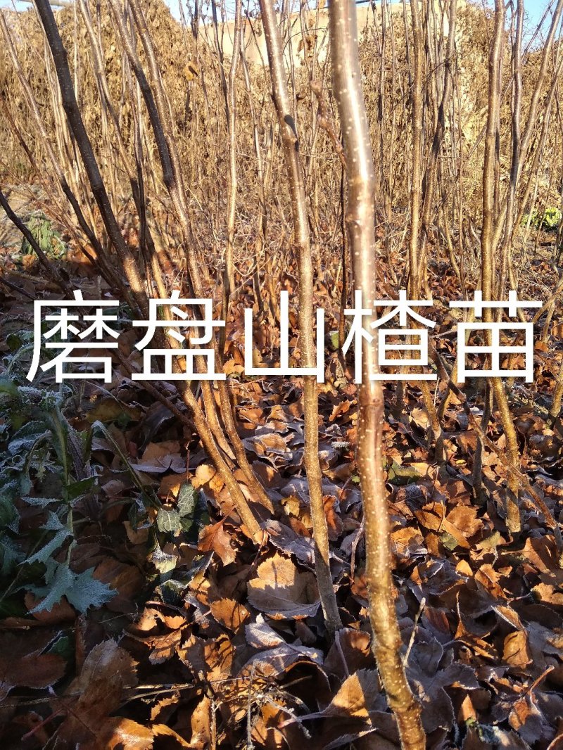 磨盘山楂苗，现起现发货，保证质量，保证纯度，自产自销，