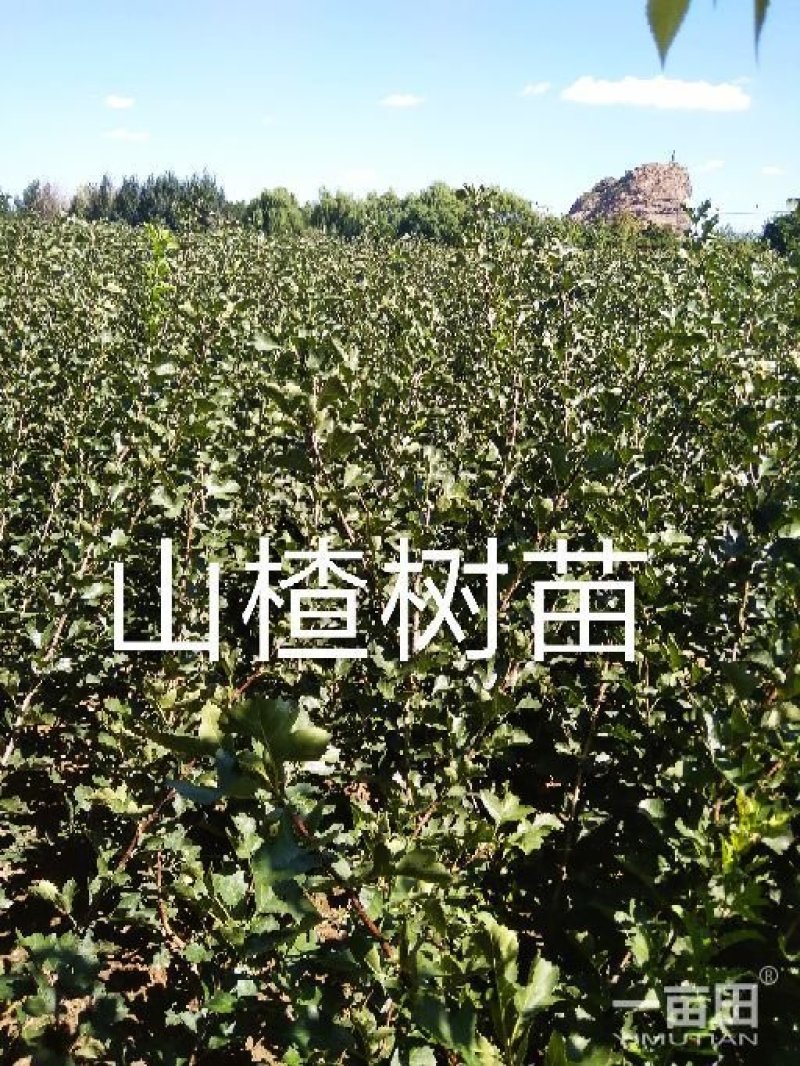 磨盘山楂苗，现起现发货，保证质量，保证纯度，自产自销，