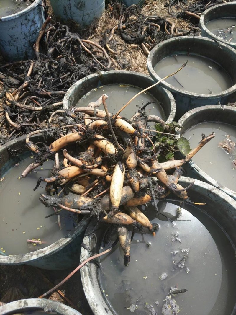 莲藕苗观赏食用两用