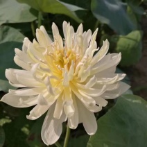 莲藕苗观赏食用两用