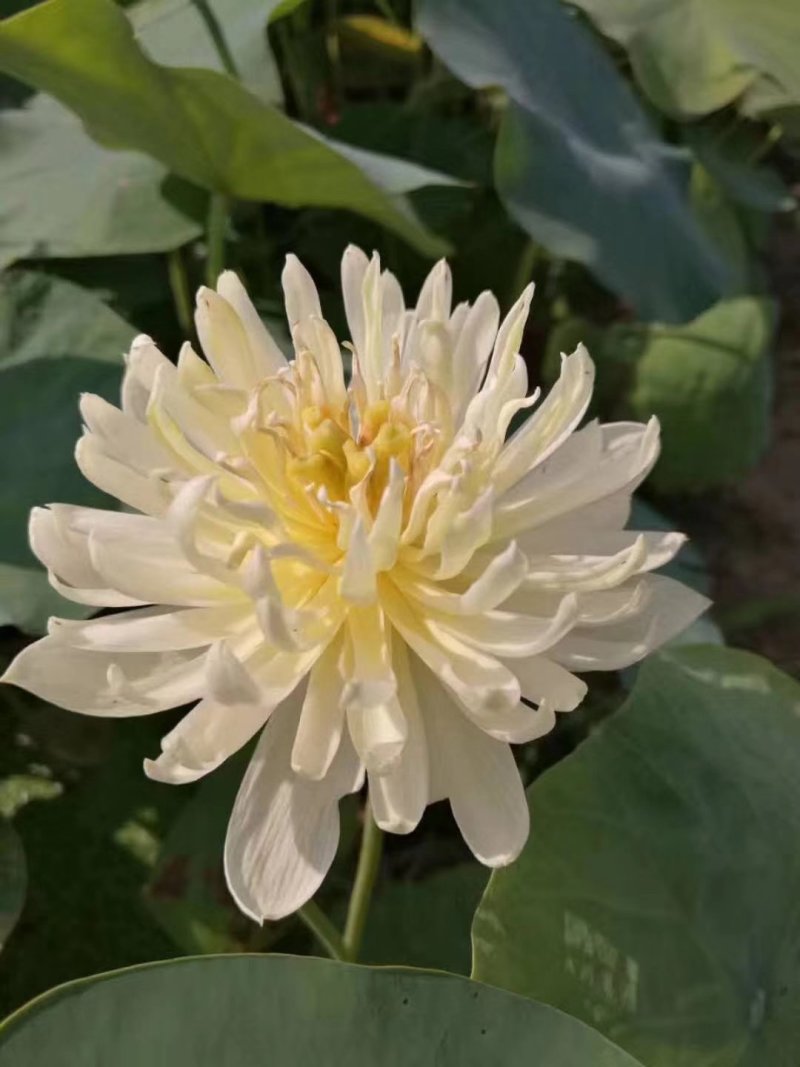 莲藕苗观赏食用两用