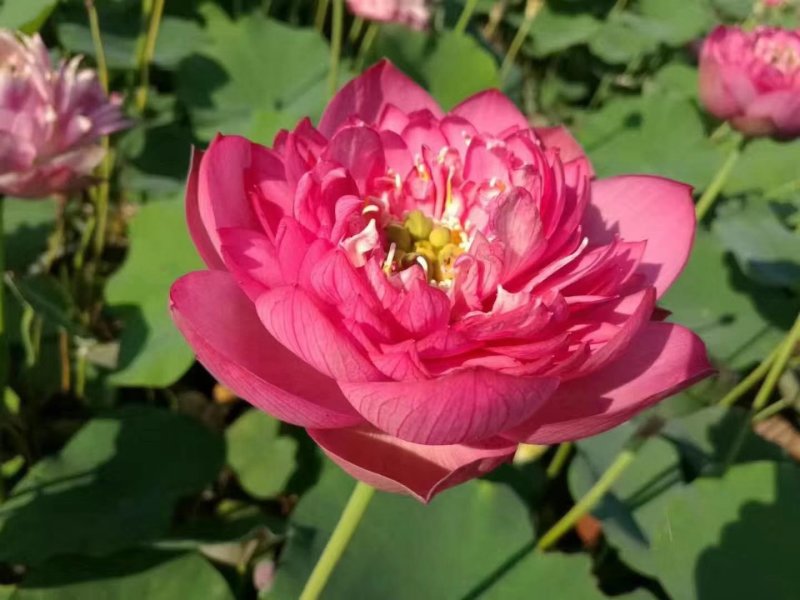 莲藕苗观赏食用两用