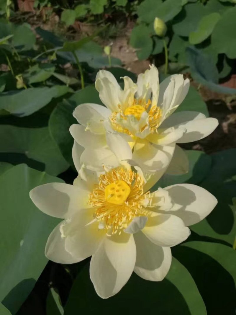莲藕苗观赏食用两用