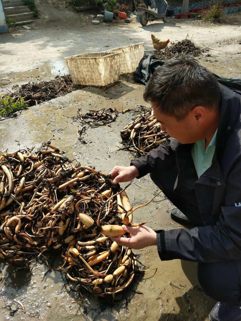 莲藕苗观赏食用两用
