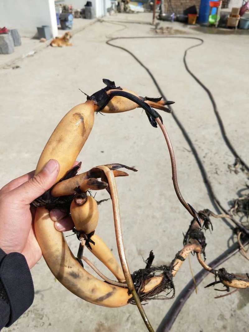 莲藕苗观赏食用两用