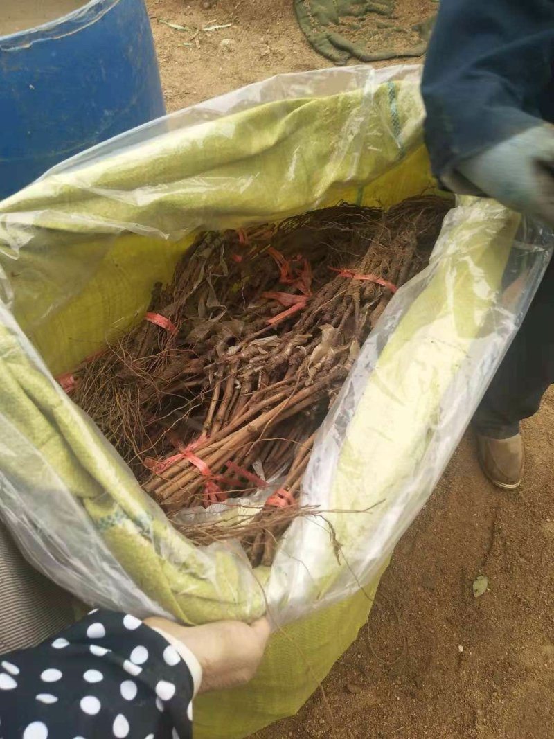 甜蜜蓝宝石葡萄苗，0.5到一公分保活保纯度l