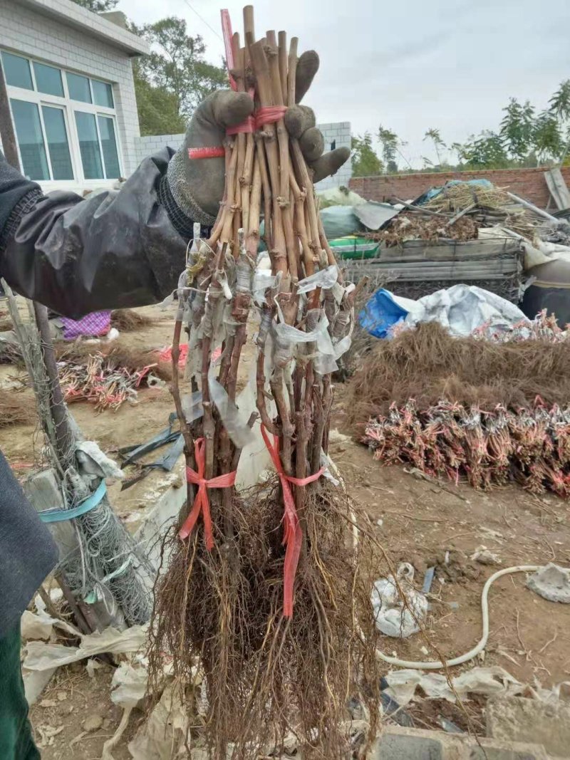 甜蜜蓝宝石葡萄苗，0.5到一公分保活保纯度l