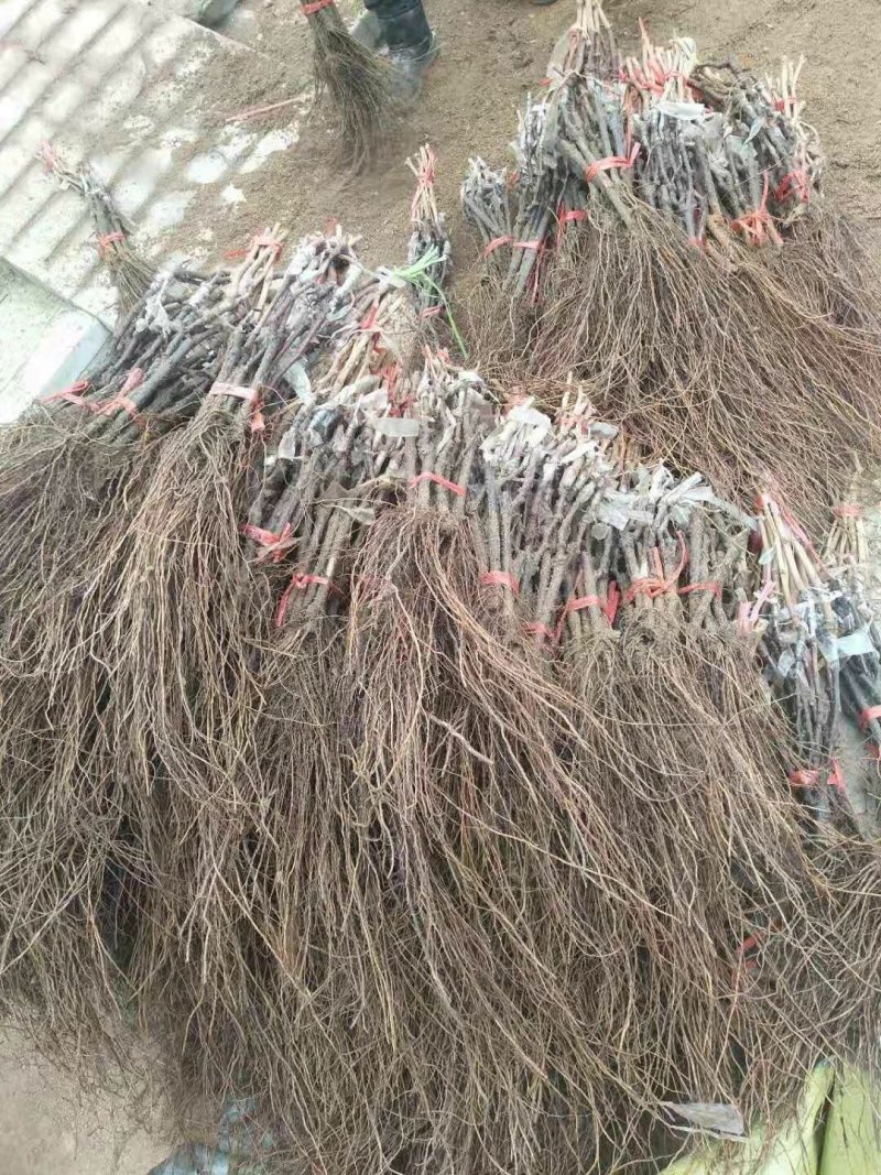 甜蜜蓝宝石葡萄苗，0.5到一公分保活保纯度l