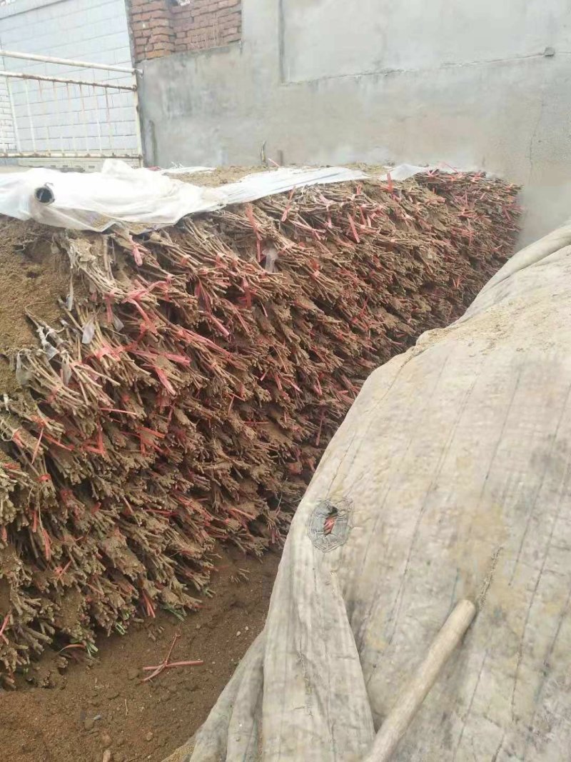 甜蜜蓝宝石葡萄苗，0.5到一公分保活保纯度l