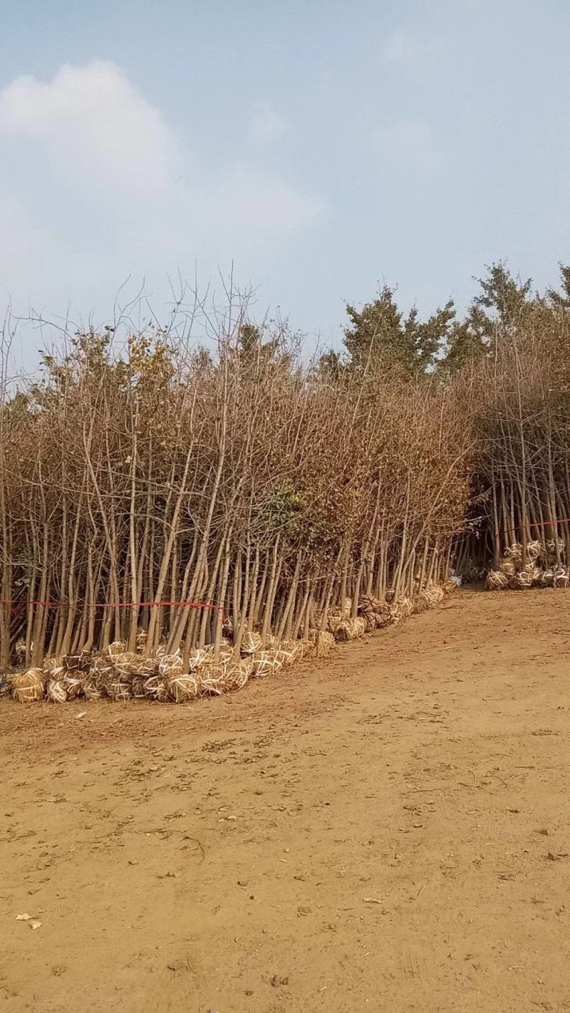 银杏树
