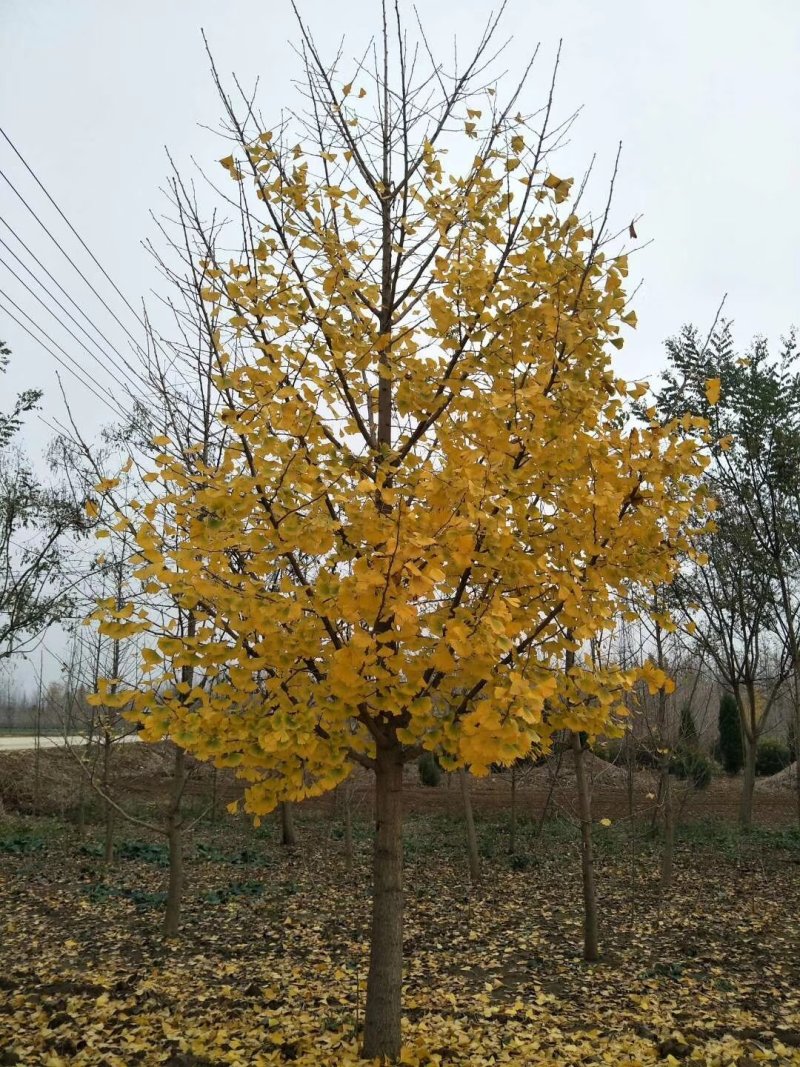 银杏树