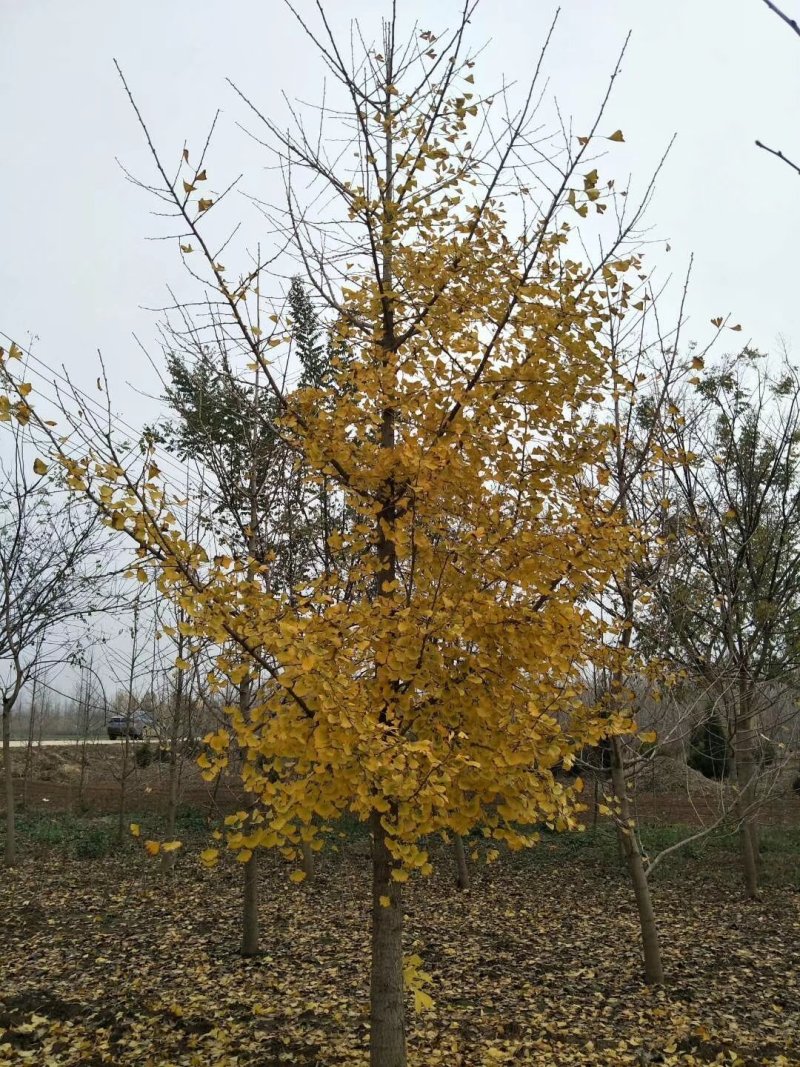 银杏树