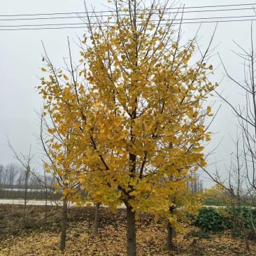 银杏树