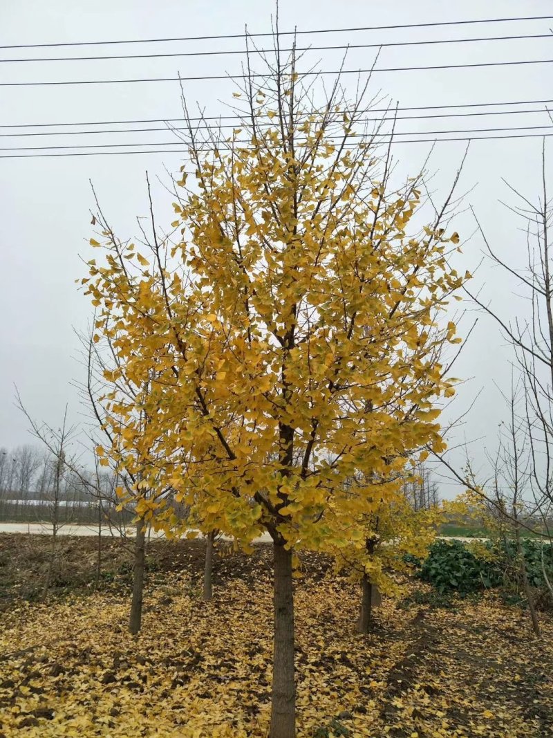 银杏树