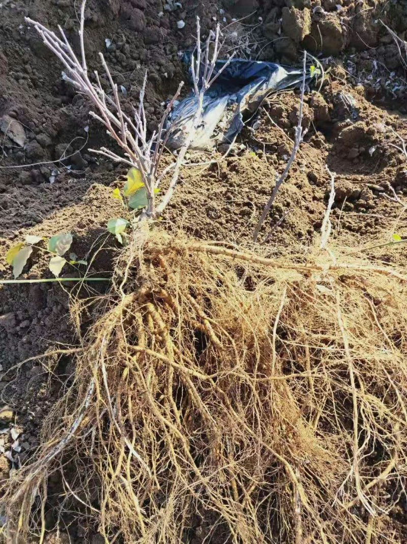 紫藤苗！紫藤桩！紫藤种！