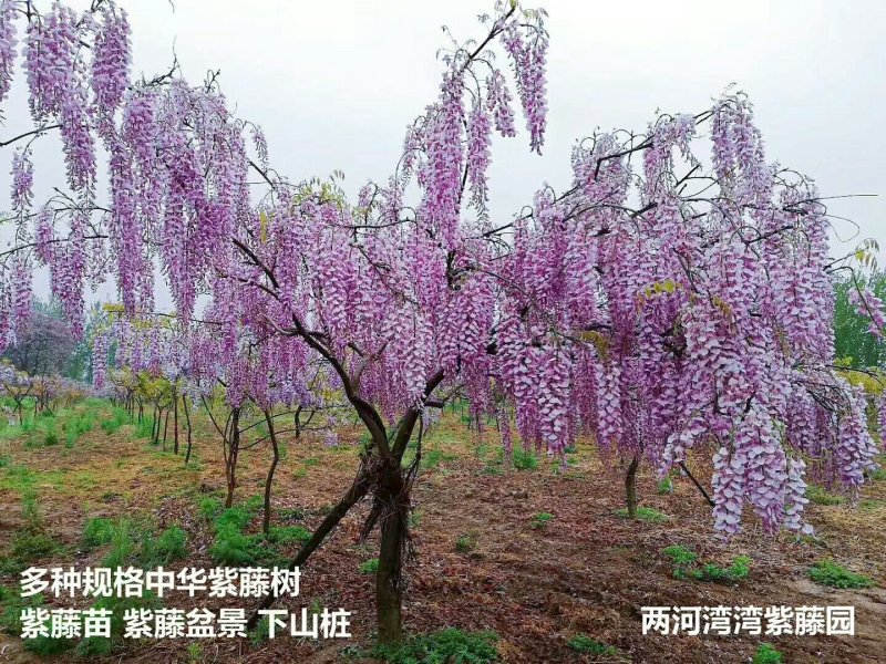 紫藤苗！紫藤桩！紫藤种！
