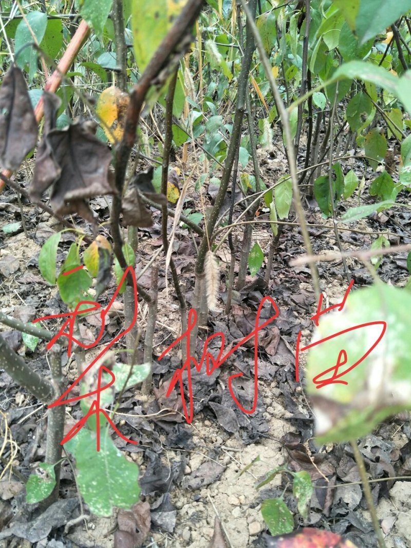 桃树梨树苗两公分