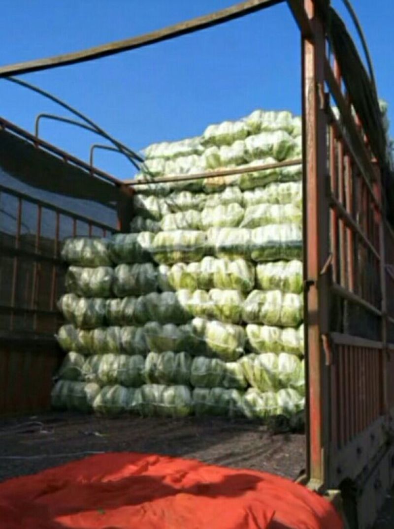 大白菜大白菜大量上市中，可发全国，量大