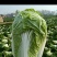 大白菜大白菜大量上市中，可发全国，量大