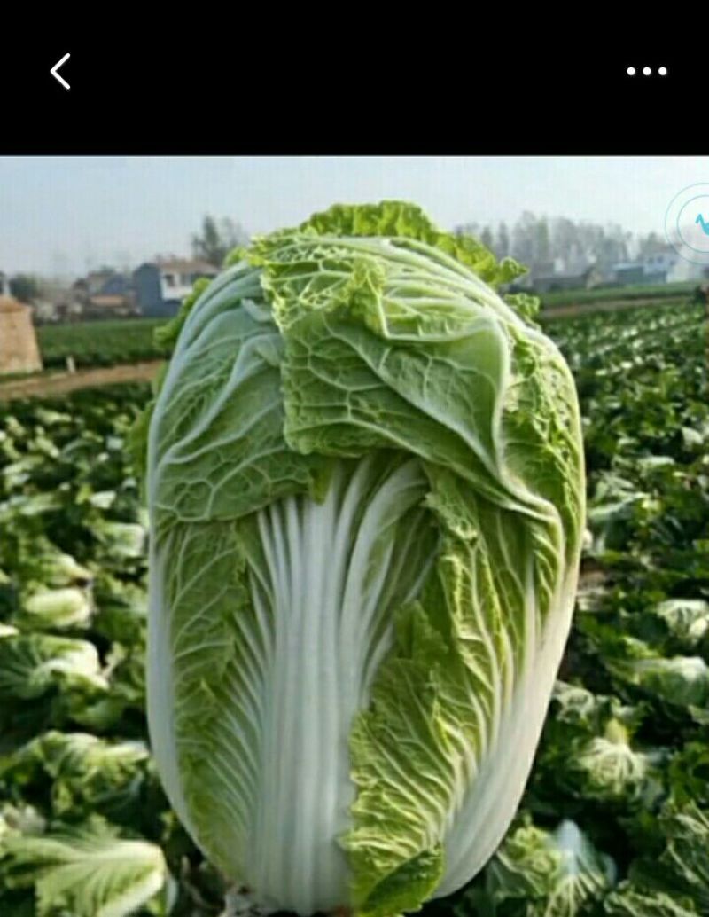 大白菜大白菜大量上市中，可发全国，量大