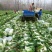 大白菜大白菜大量上市中，可发全国，量大