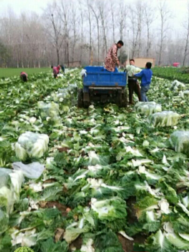 大白菜大白菜大量上市中，可发全国，量大