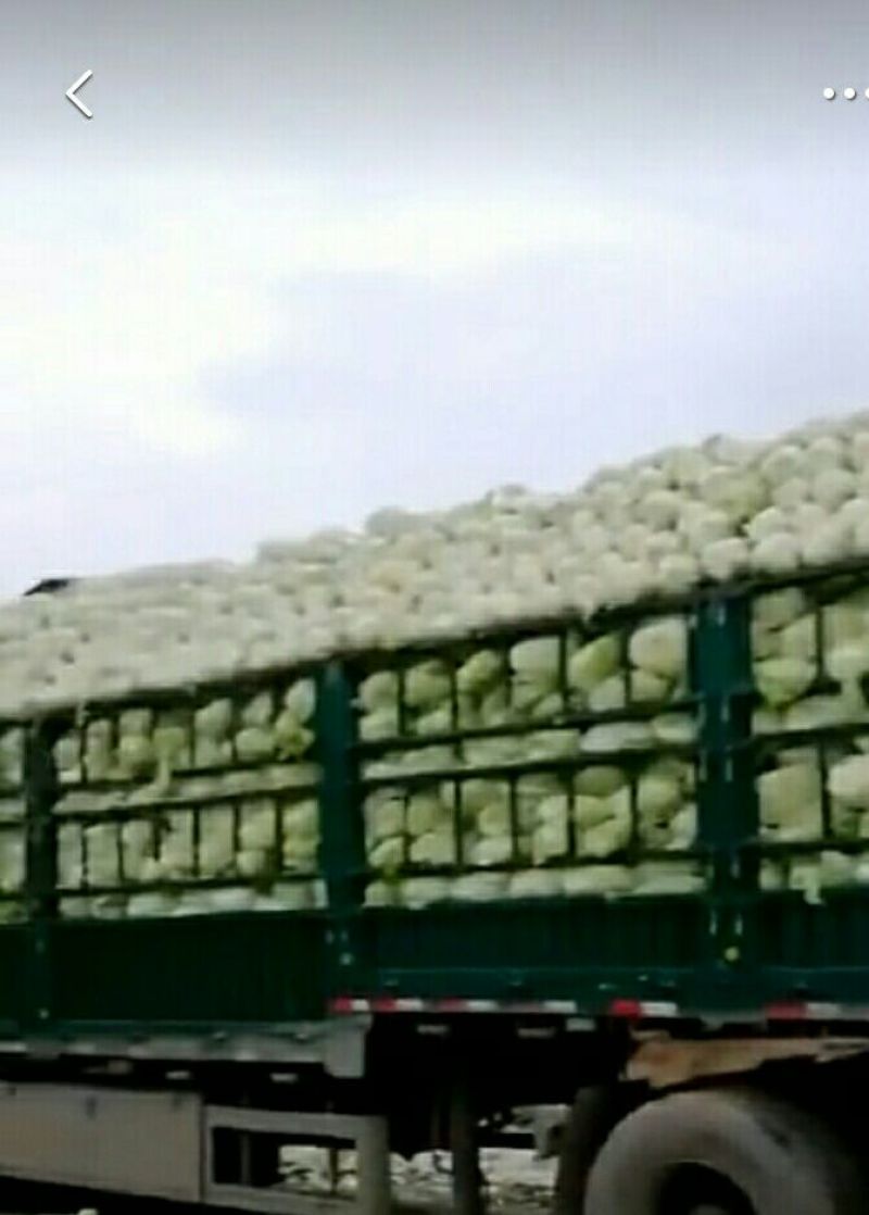 大白菜大白菜大量上市中，可发全国，量大