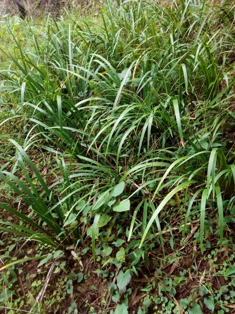 四川广安岳池出售鲜石菖蒲苗