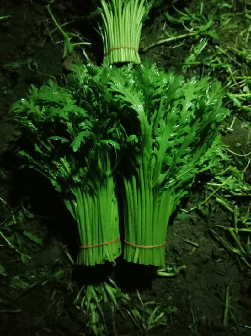 茼蒿芹菜