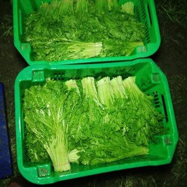 茼蒿芹菜