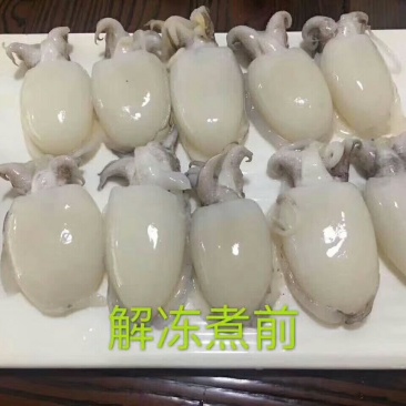 墨鱼仔一箱10斤