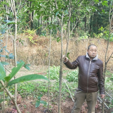 大量批发各种规格桂花树