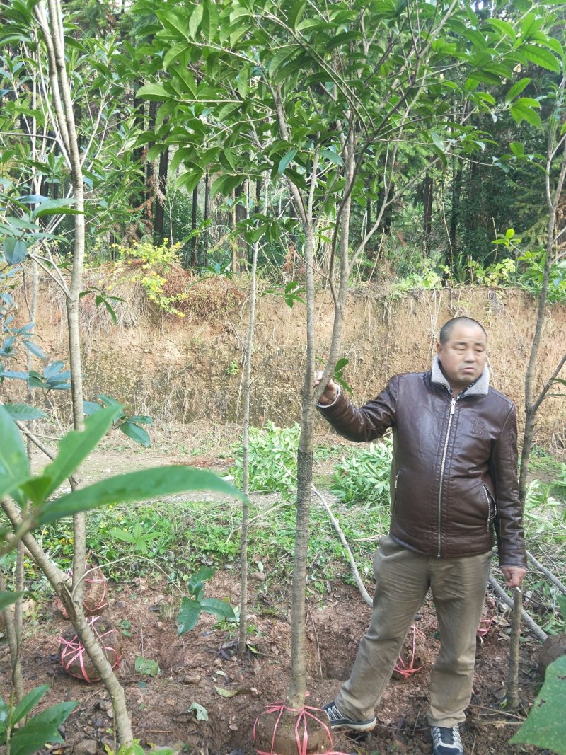 大量批发各种规格桂花树