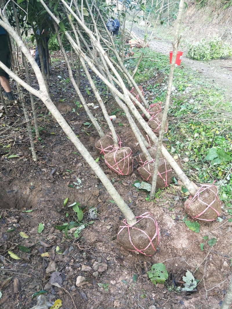 大量批发各种规格桂花树