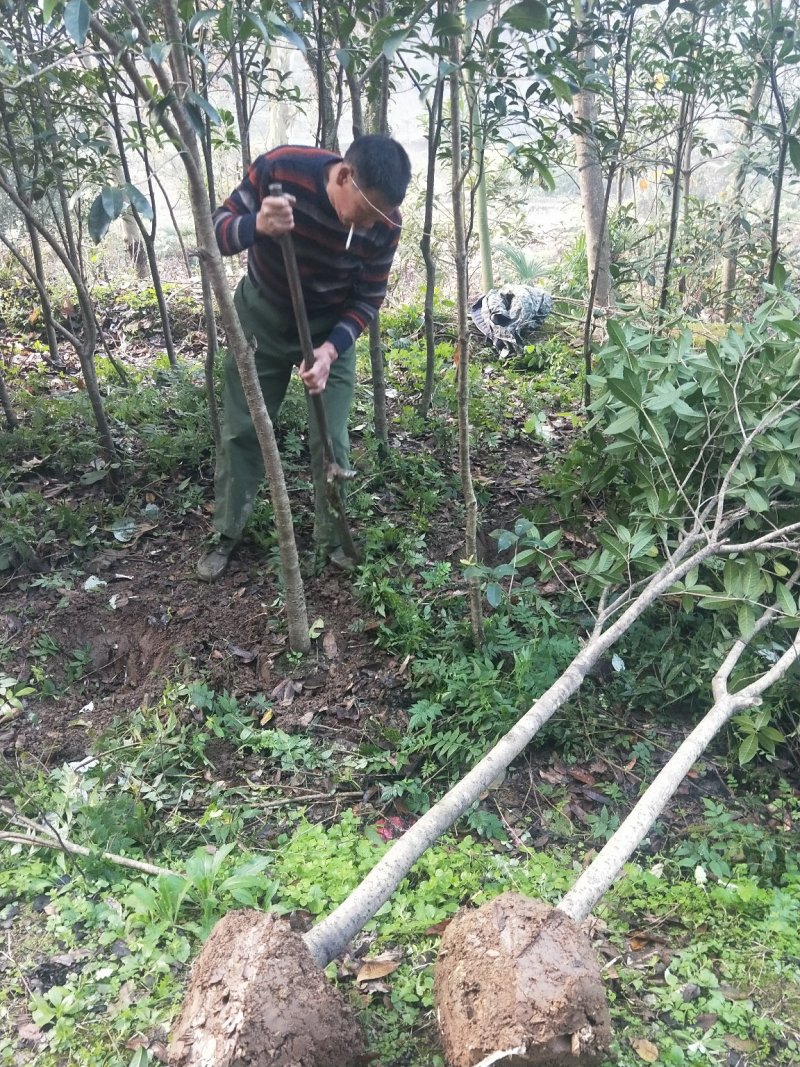 大量批发各种规格桂花树