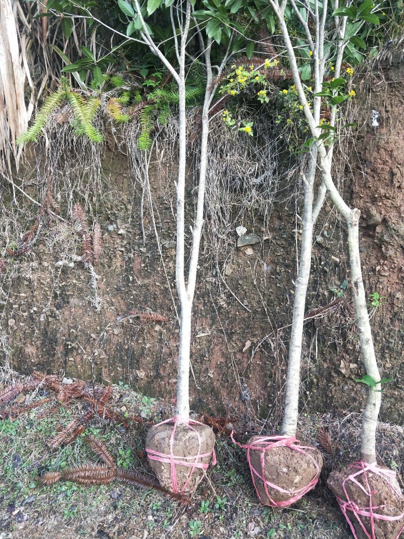 大量批发各种规格桂花树