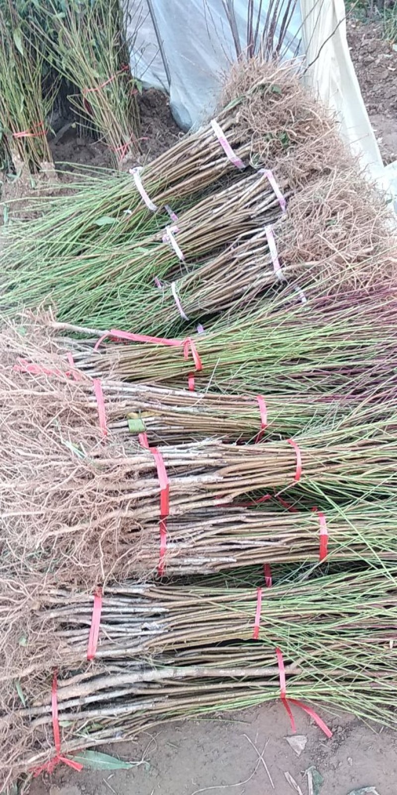 国庆红，中秋红蜜，润雪冬桃，帝王一号
