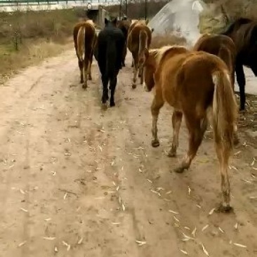 活畜