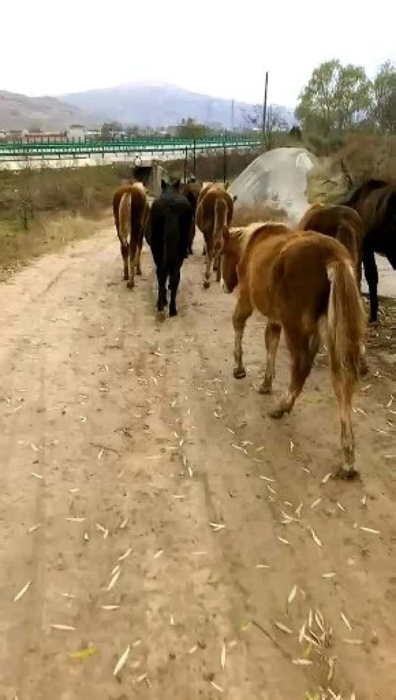 活畜
