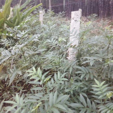 9月青花椒