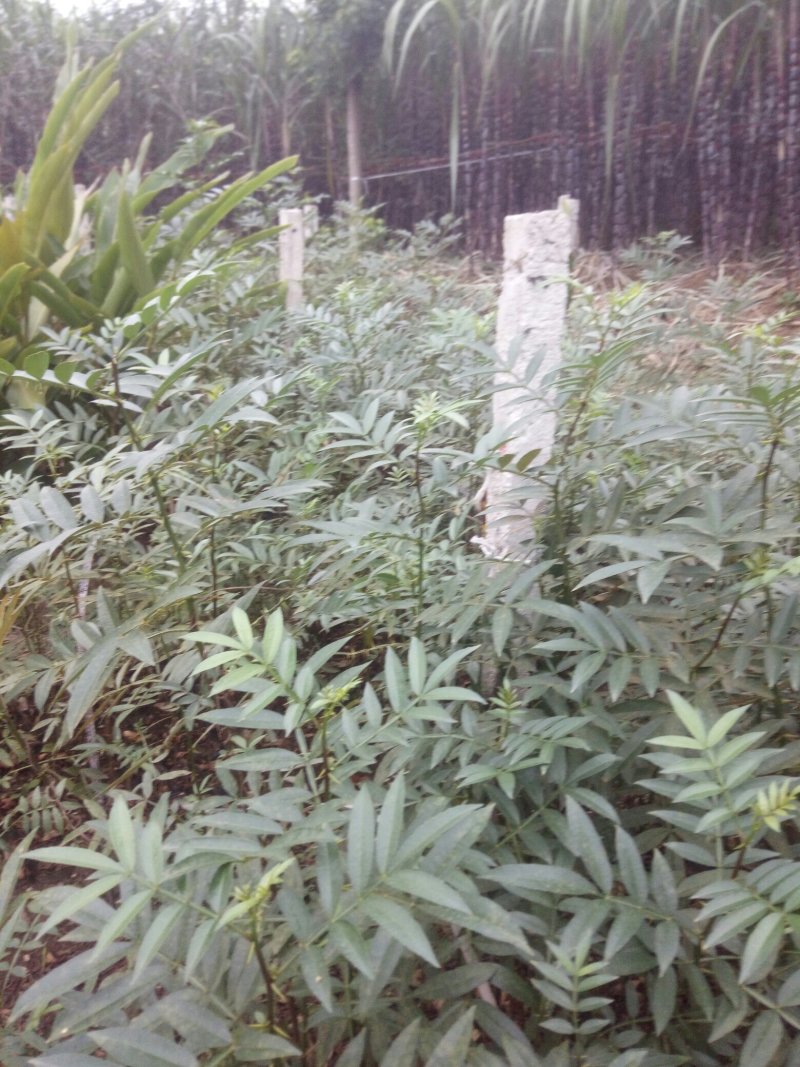 9月青花椒