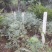 9月青花椒