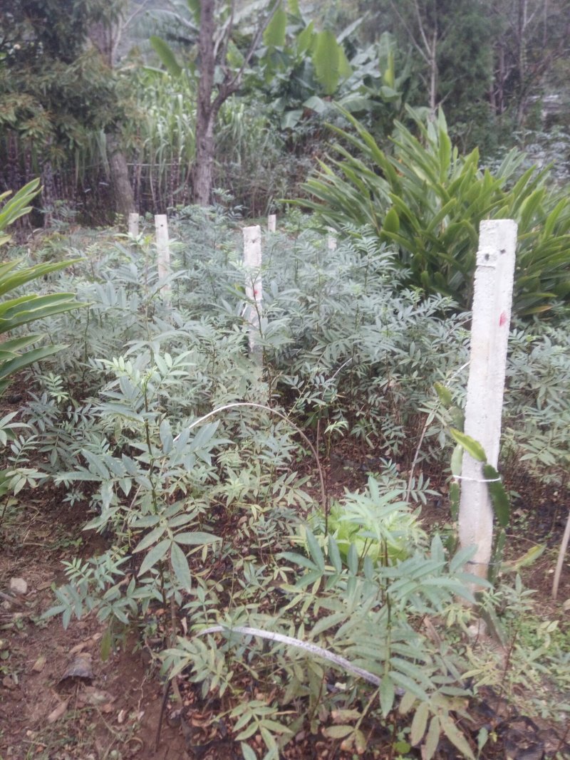 9月青花椒