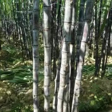 诚信代办年广西宾阳县产区黑皮甘蔗