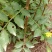 花椒树苗山东花椒苗价格