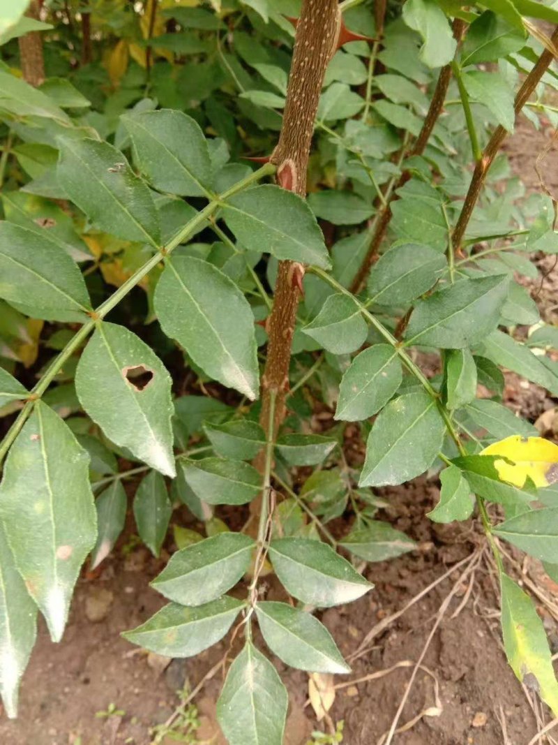 花椒树苗山东花椒苗价格